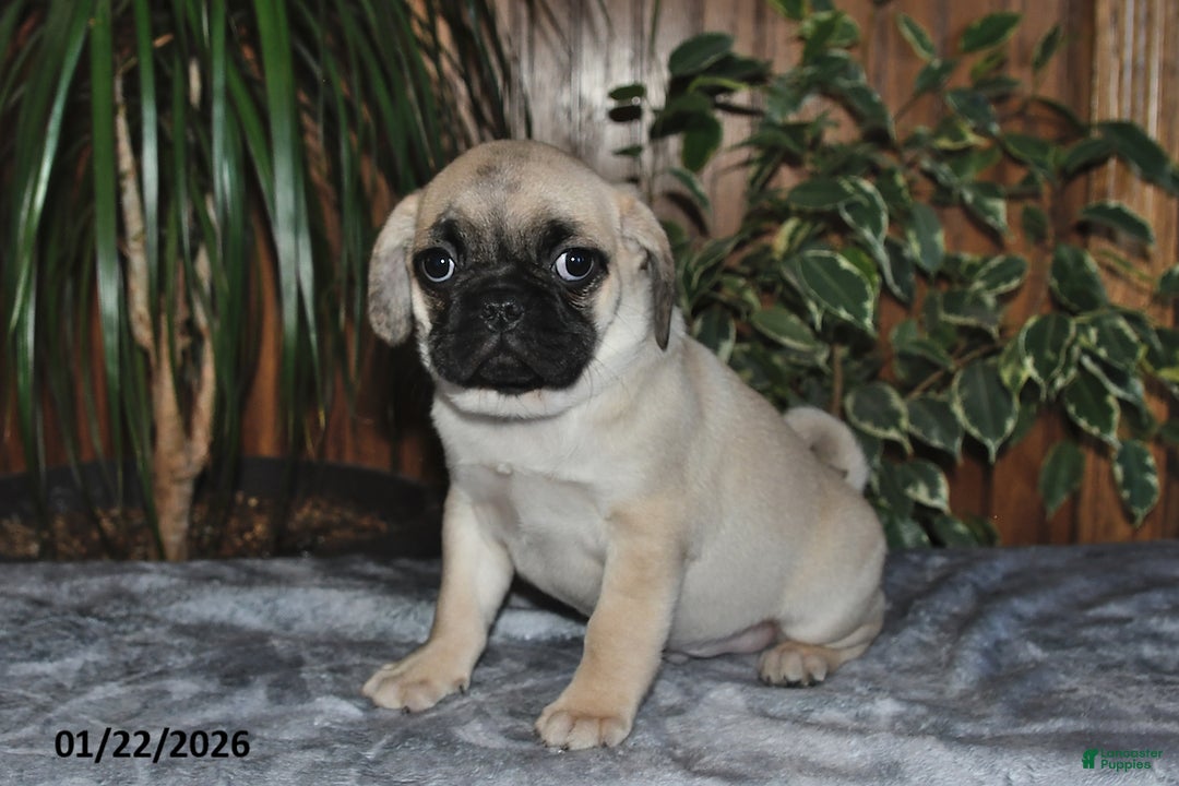Puggle dogs for sale: Omar - Ad 2