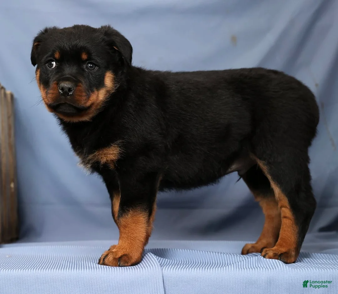 Rottweiler dogs for sale: Leo - Ad 2