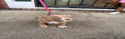 American Bully dogs for sale: Riley - Ad 3
