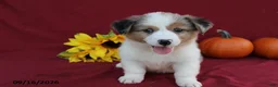Mixed Breed dogs for sale: Ace - Ad 5