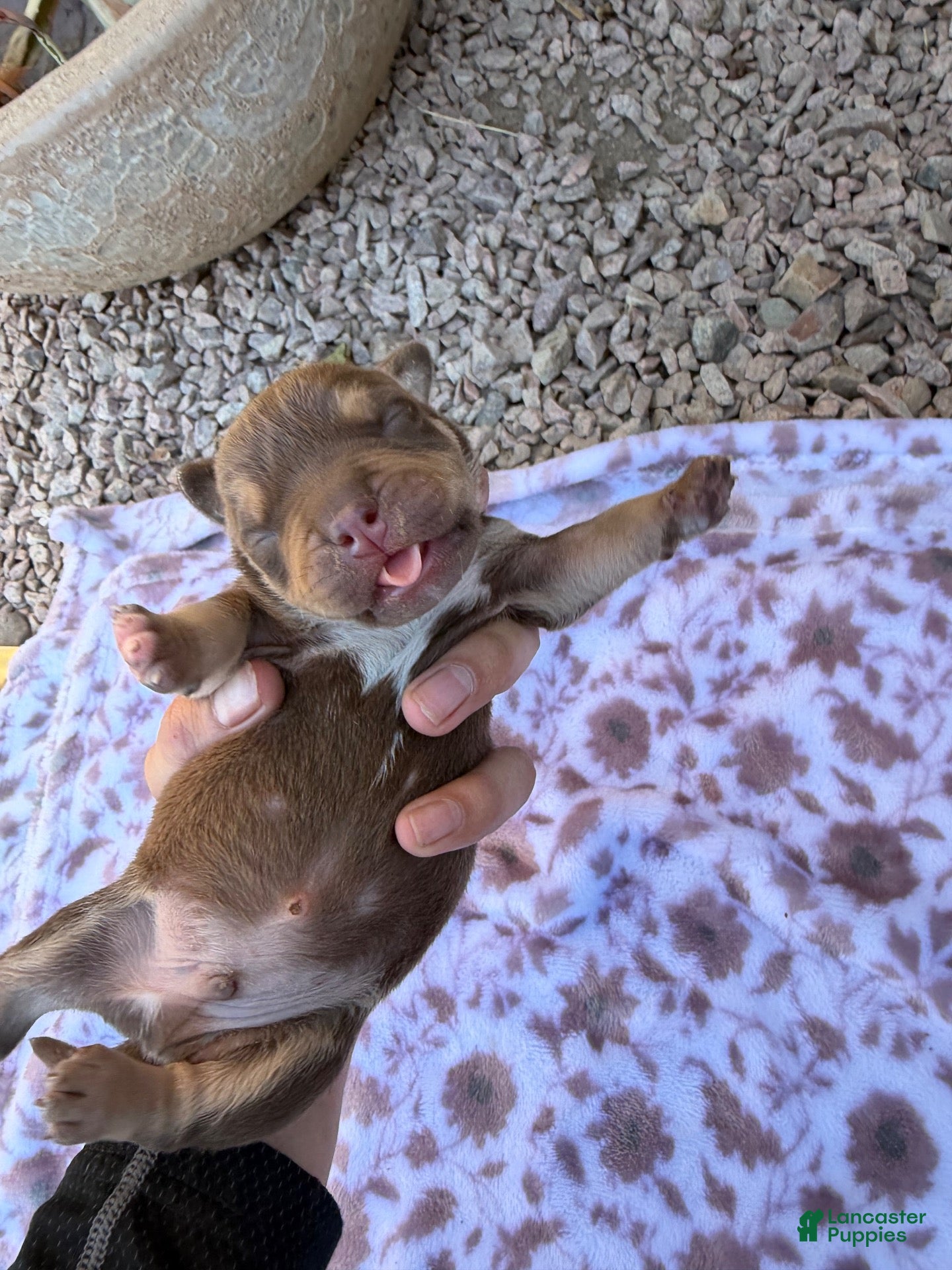 Mixed Breed dogs Chocolate 1 - Ad 40