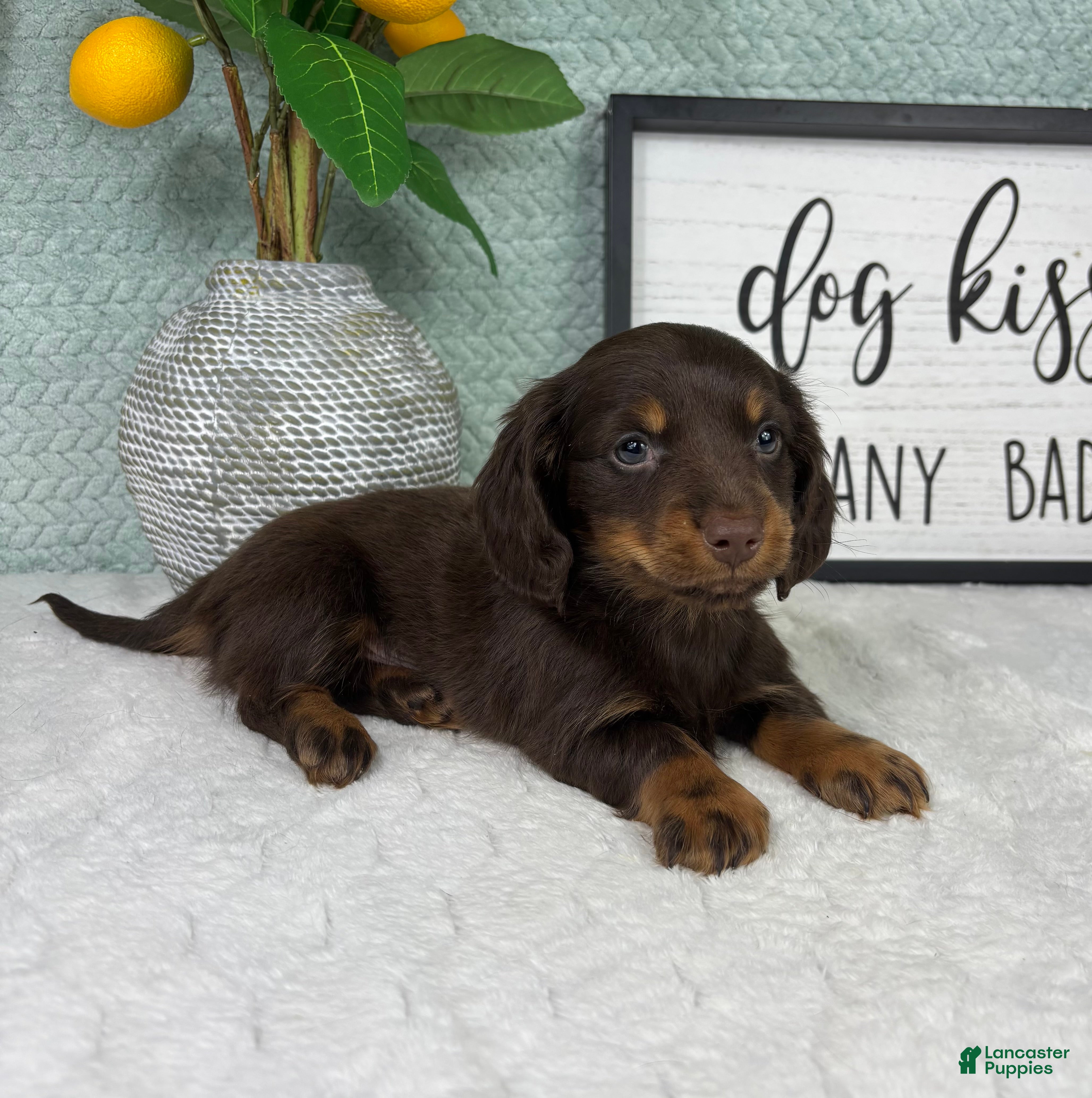 Miniature Dachshund dogs Drake - Ad 15