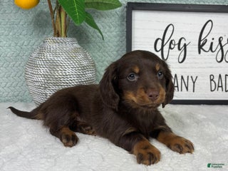 Miniature Dachshund dogs Drake - Ad 13