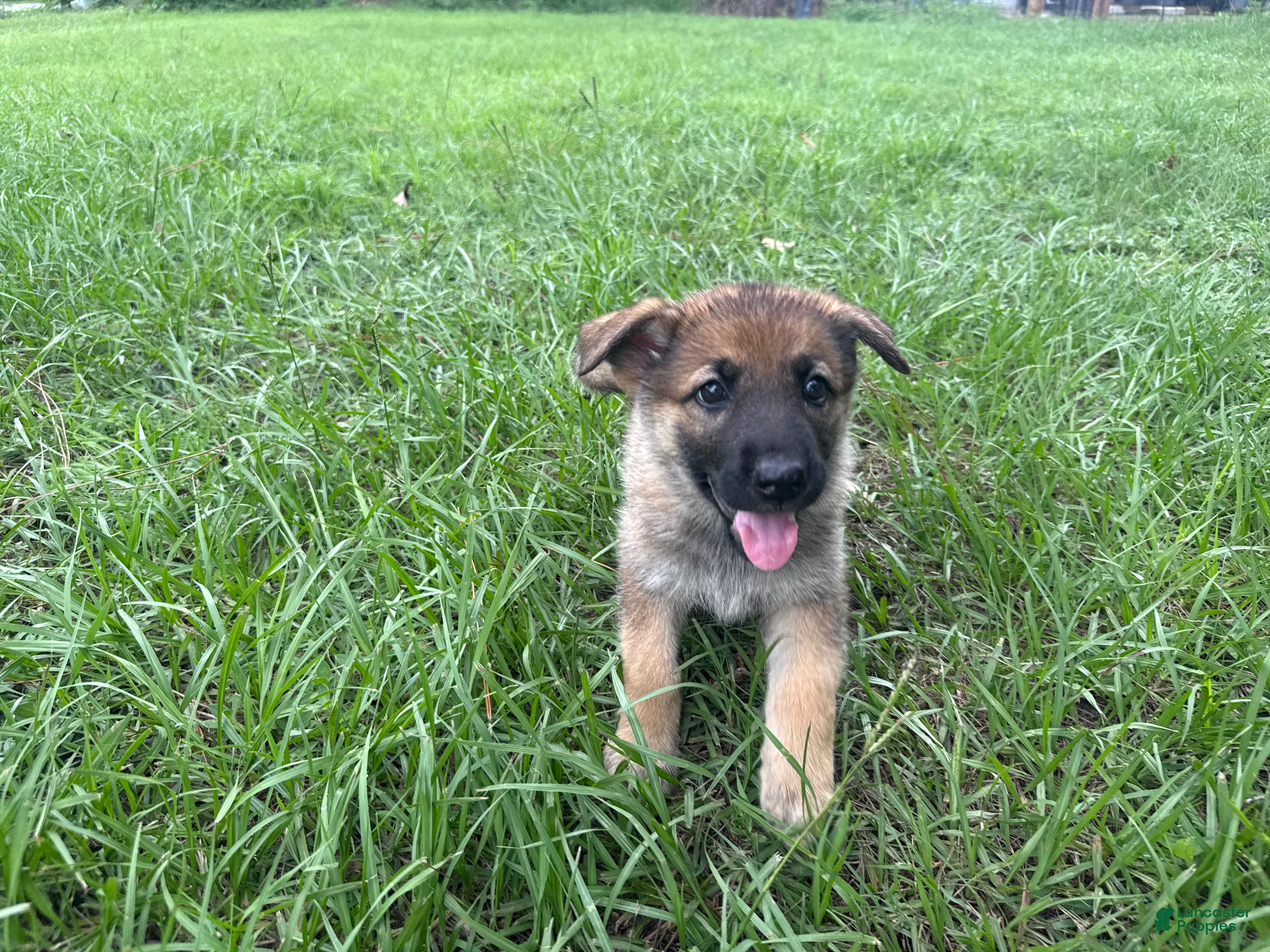 German Shepherd dogs Daisy - Ad 2