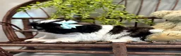 Shih Tzu dogs for sale: AKC SAMMI - Ad 2