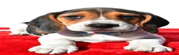 Beagle dogs for sale: Moose - Ad 4