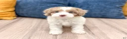 Miniature Poodle dogs for sale: Sophie - Ad 1