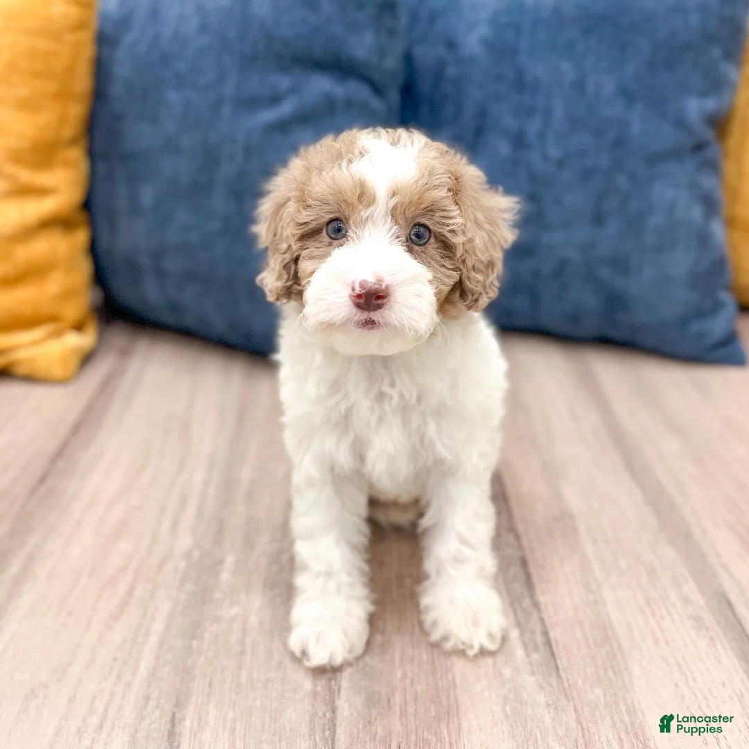 Miniature Poodle dogs for sale: Sophie - Ad 1