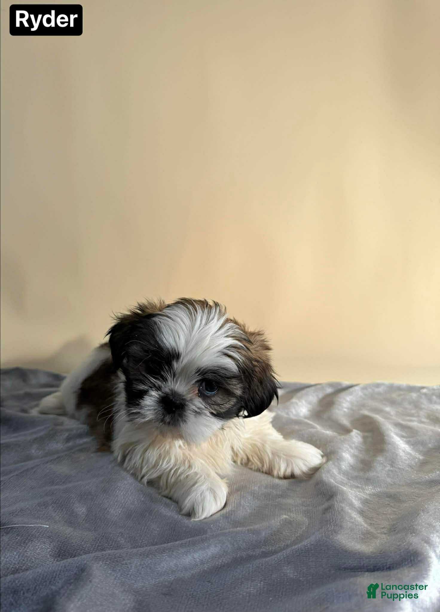Shih Tzu dogs Shih Tzu Puppy 4 - Ad 21