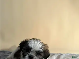 Shih Tzu dogs Shih Tzu Puppy 4 - Ad 21
