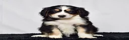 Bernedoodle dogs for sale: Ms. Harper - Ad 4