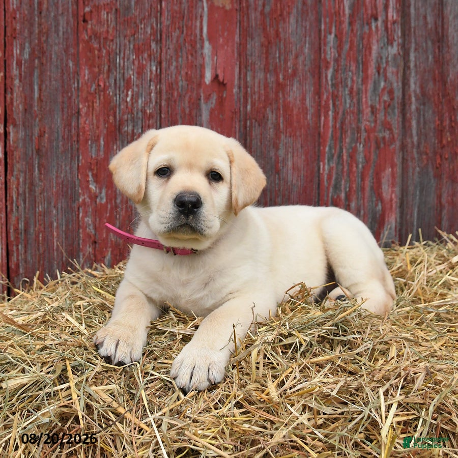 Labrador Retriever dogs Pansy - Ad 1