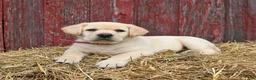 Labrador Retriever dogs for sale: Pansy - Ad 1