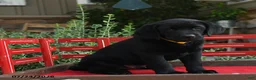 Labrador Retriever dogs for sale: Bear - Ad 5