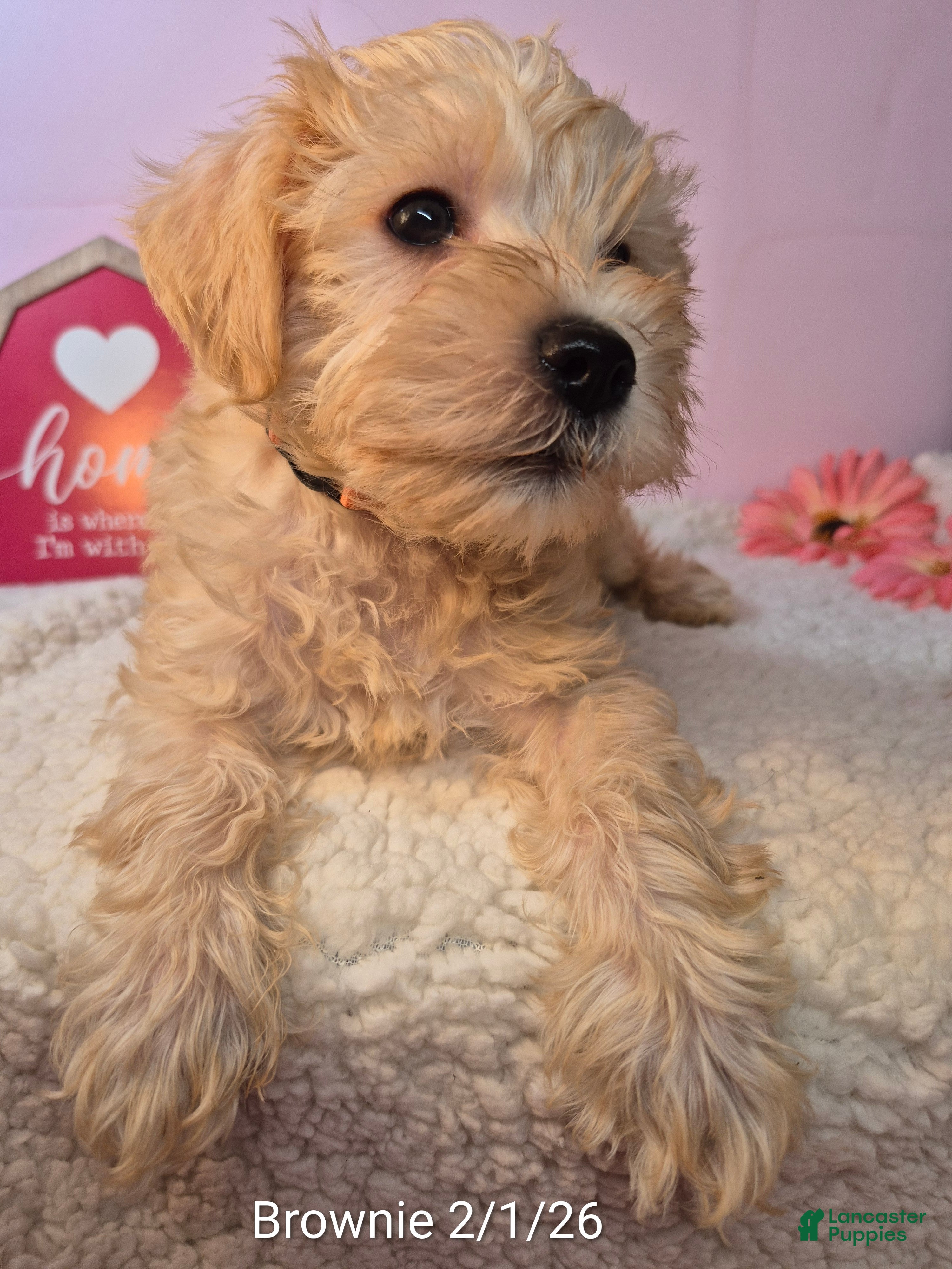 Mixed Breed dogs Mixed Breed Puppy 4 - Ad 41