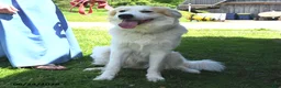 Mixed Breed dogs for sale: Samuel - Ad 5
