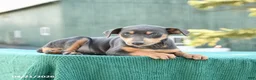 Miniature Pinscher dogs for sale: Lily - Ad 4