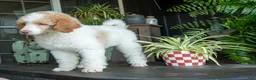 Standard Poodle dogs for sale: River - Ad 6