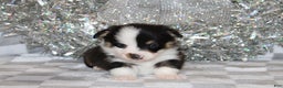Welsh Corgi Pembroke dogs for sale: OFA Parents Farley - Ad 6