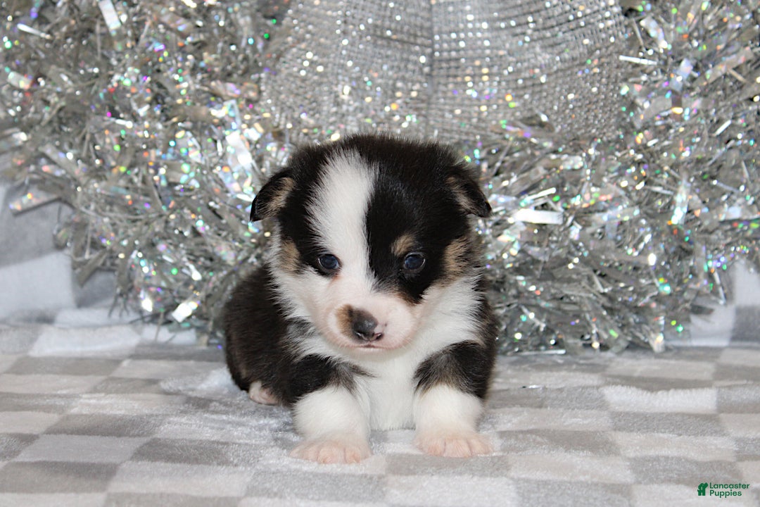 Welsh Corgi Pembroke dogs for sale: OFA Parents Farley - Ad 6