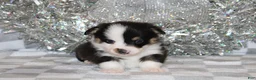 Welsh Corgi Pembroke dogs for sale: Carlotta - Ad 8