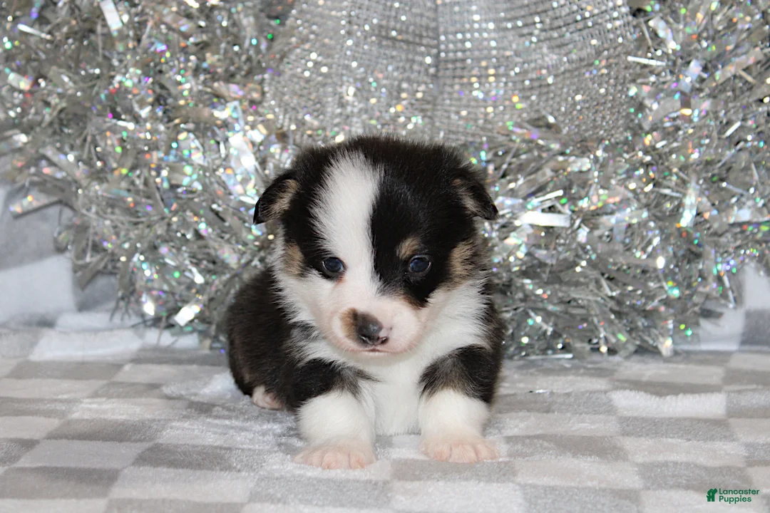 Welsh Corgi Pembroke dogs for sale: Carlotta - Ad 8