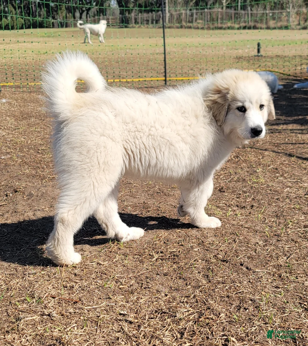 Great Pyrenees dogs for sale: Great Pyrenees Puppy 2 - Ad 2