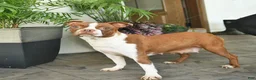 Boston Terrier dogs for sale: Whisper - Ad 6