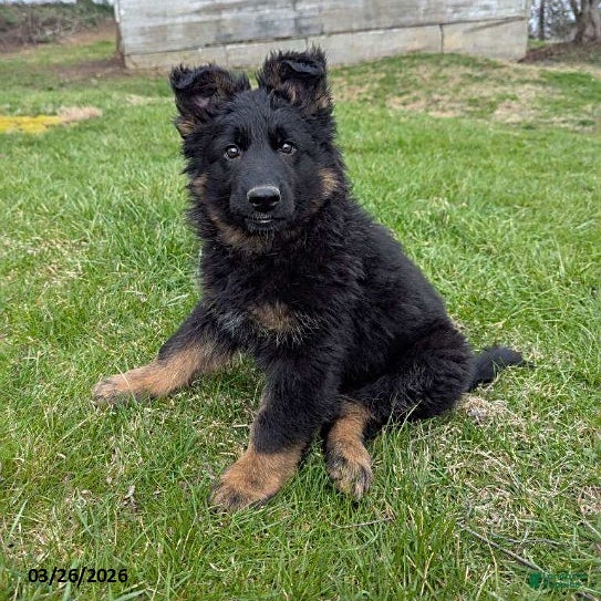 German Shepherd dogs Beauty - Ad 1