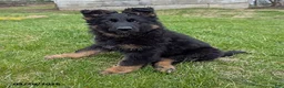 German Shepherd dogs for sale: Beauty - Ad 1