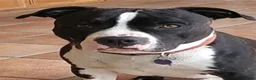 American Staffordshire Terrier dogs for sale: American Staffordshire Terrier 2 - Ad 7