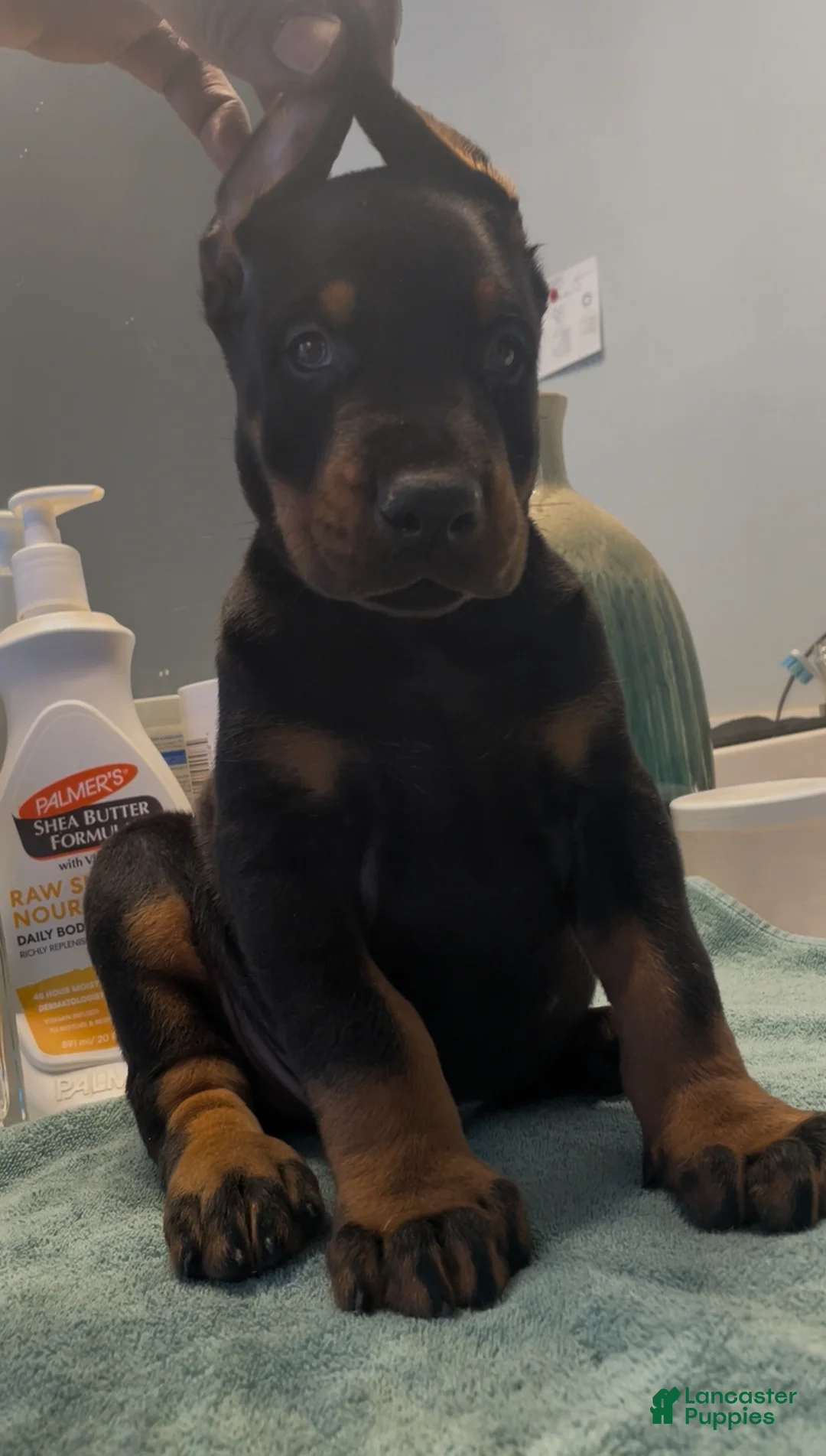 Doberman Pinscher dogs for sale: Doberman Pinscher Puppy 1 - Ad 1