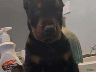 Doberman Pinscher dogs Doberman Pinscher Puppy 1 - Ad 9