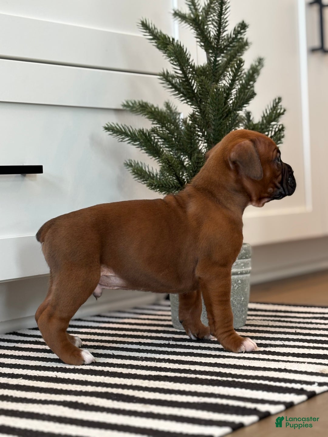 Boxer dogs for sale: Dozer - Ad 4