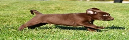 Labrador Retriever dogs for sale: Shawn - Ad 5