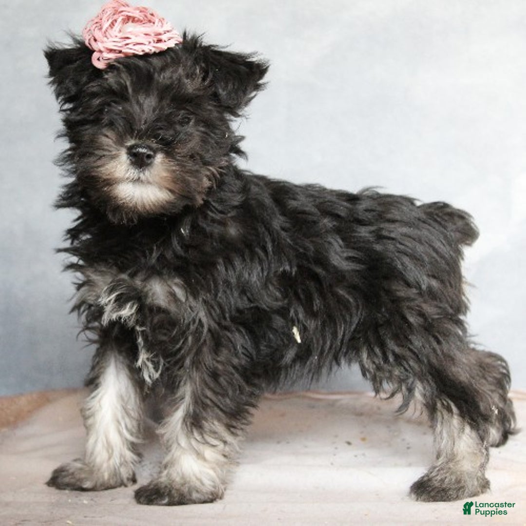 Miniature Schnauzer dogs for sale: Gracie - Ad 1