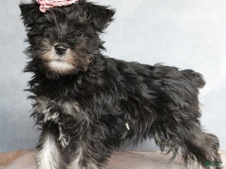 Miniature Schnauzer dogs Gracie - Ad 38