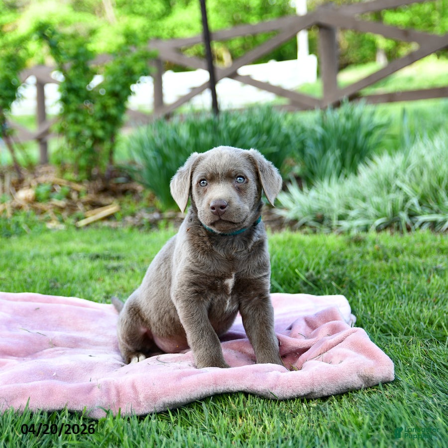 Labrador Retriever dogs Enzo - Ad 1