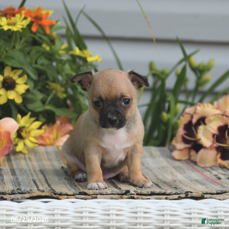 Chihuahua dogs Caleb - Ad 2