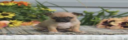 Chihuahua dogs for sale: Caleb - Ad 2