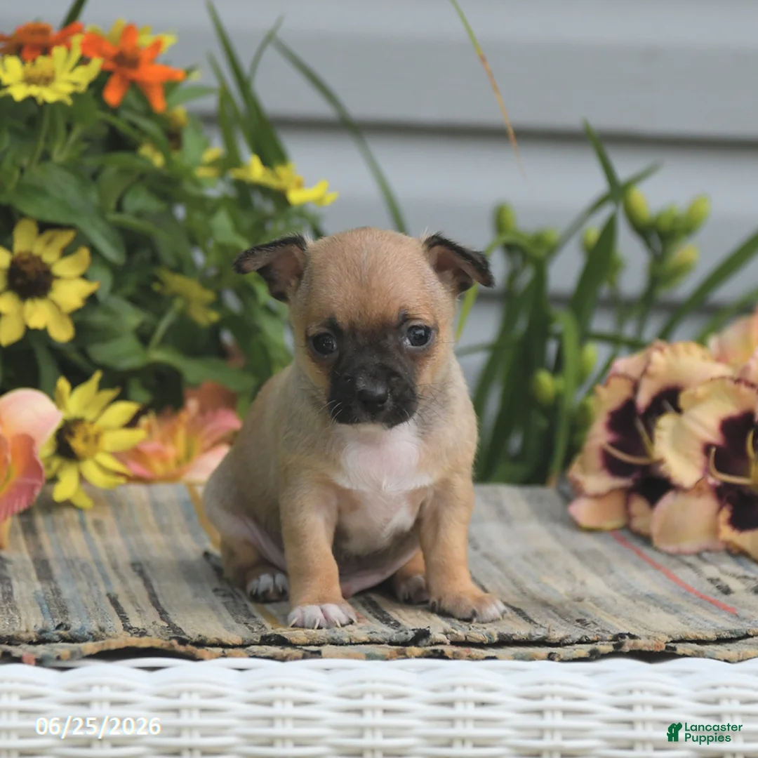 Chihuahua dogs for sale: Caleb - Ad 2