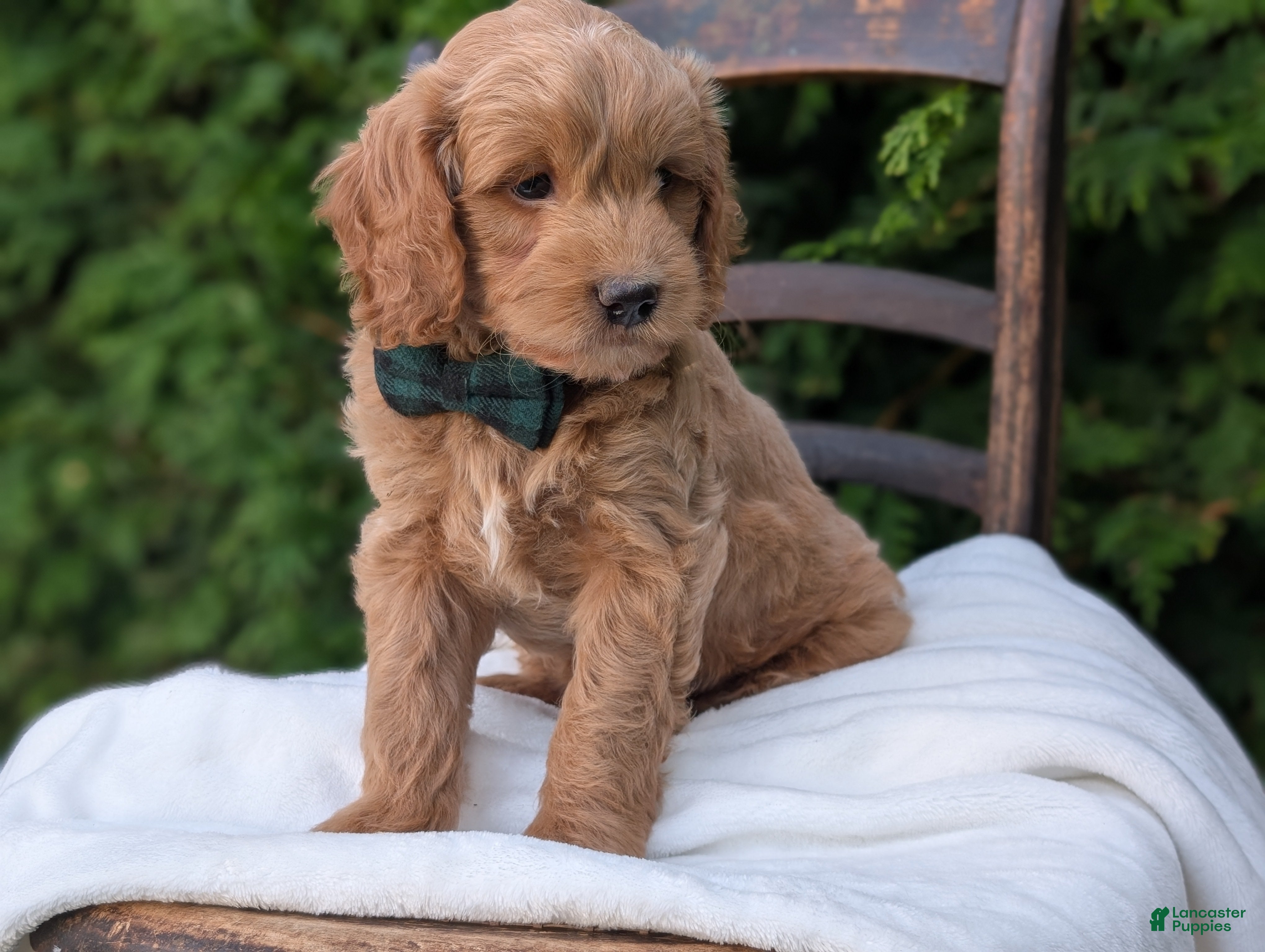 Mini Goldendoodle dogs Brody - Ad 2