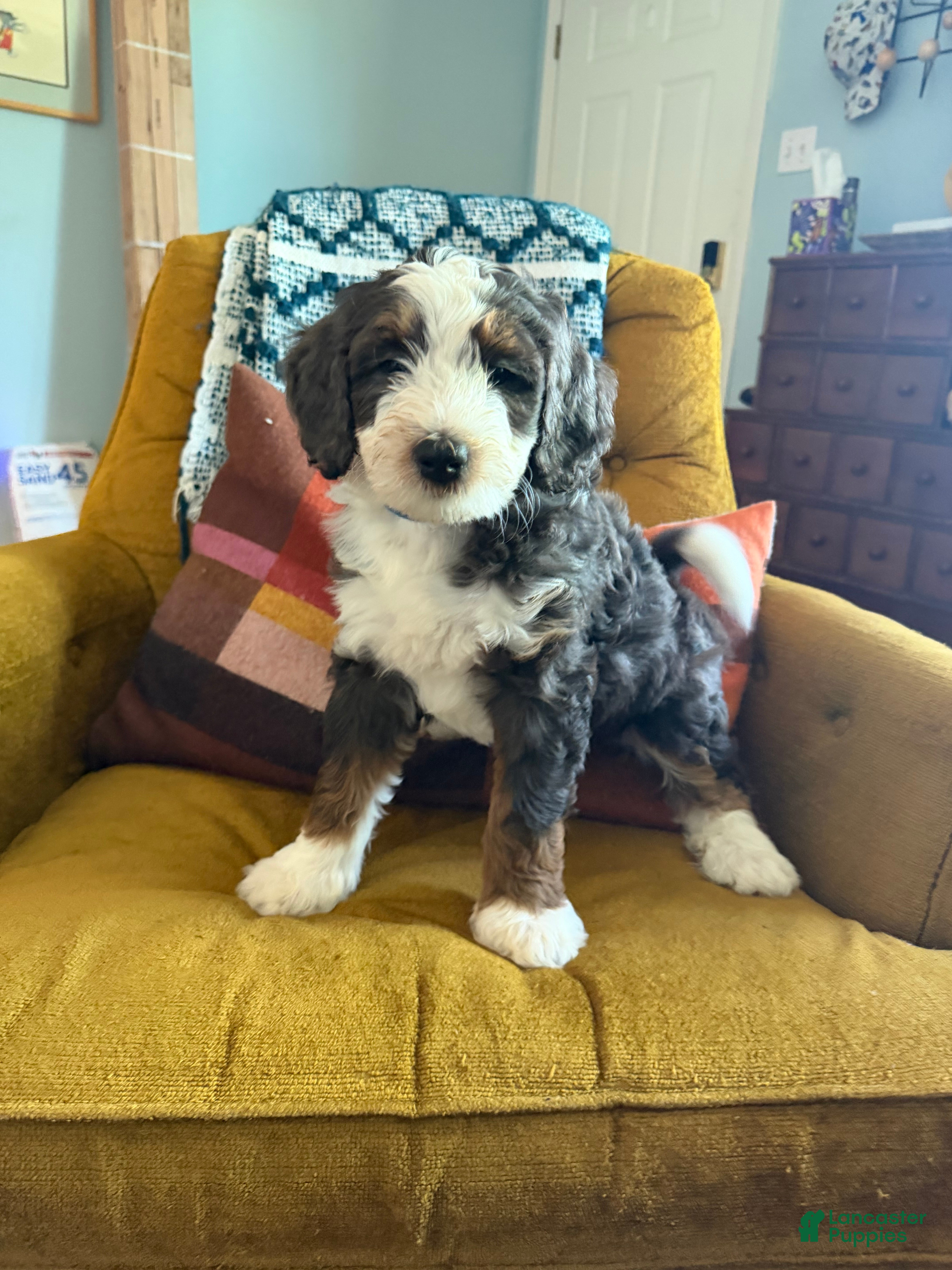 Mini Bernedoodle dogs Bernard - Ad 3