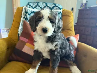 Mini Bernedoodle dogs Bernard - Ad 3