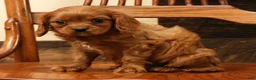 Cavapoo dogs for sale: BJ - Ad 6