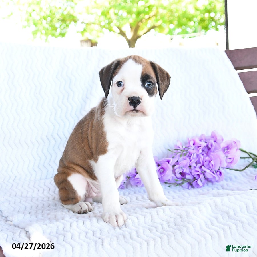 Boxer dogs Coconut - Ad 2