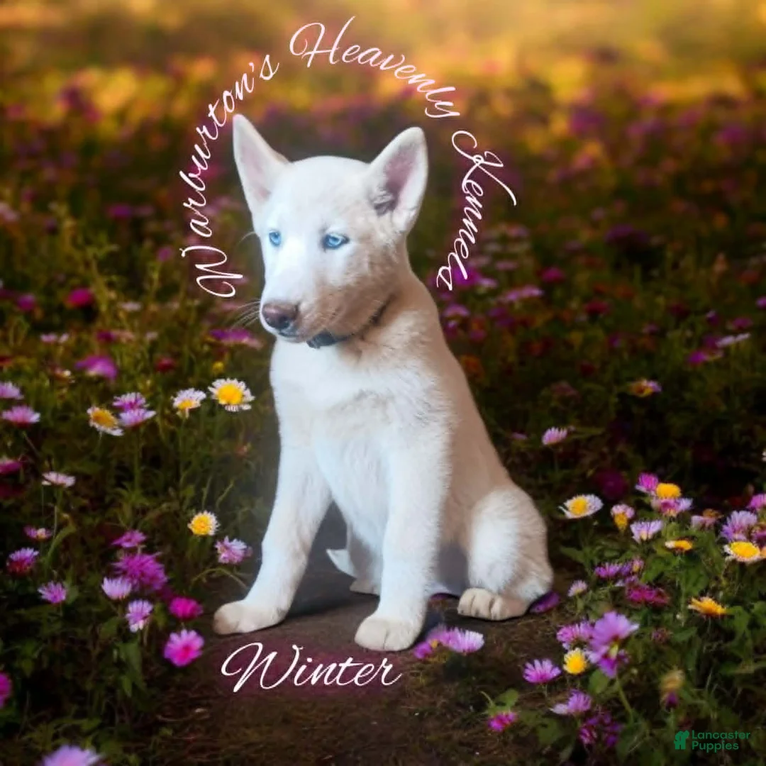 Siberian Husky dogs for sale: Winter  - Ad 1