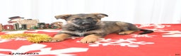 German Shepherd dogs for sale: Laurel - Ad 4