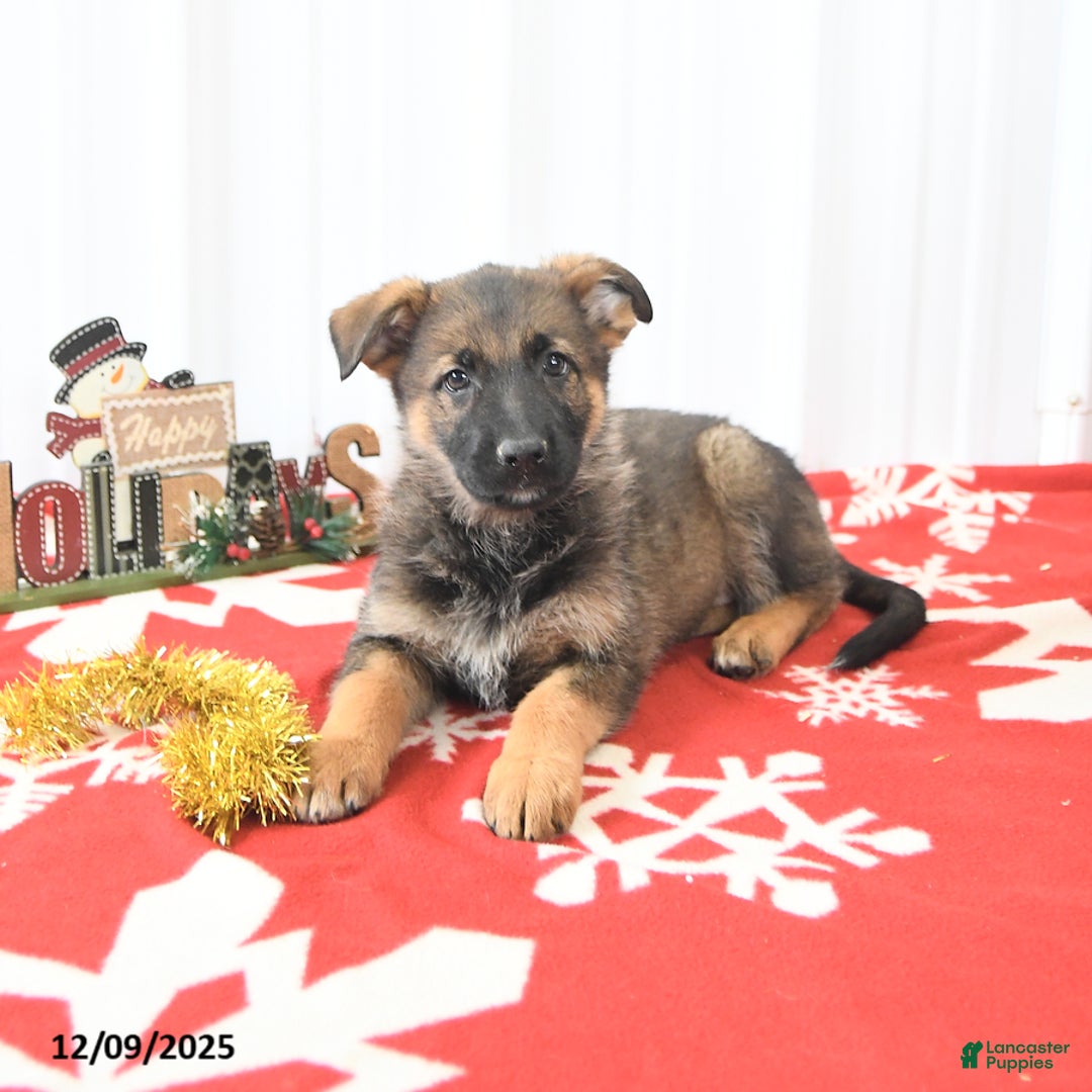 German Shepherd dogs for sale: Laurel - Ad 4