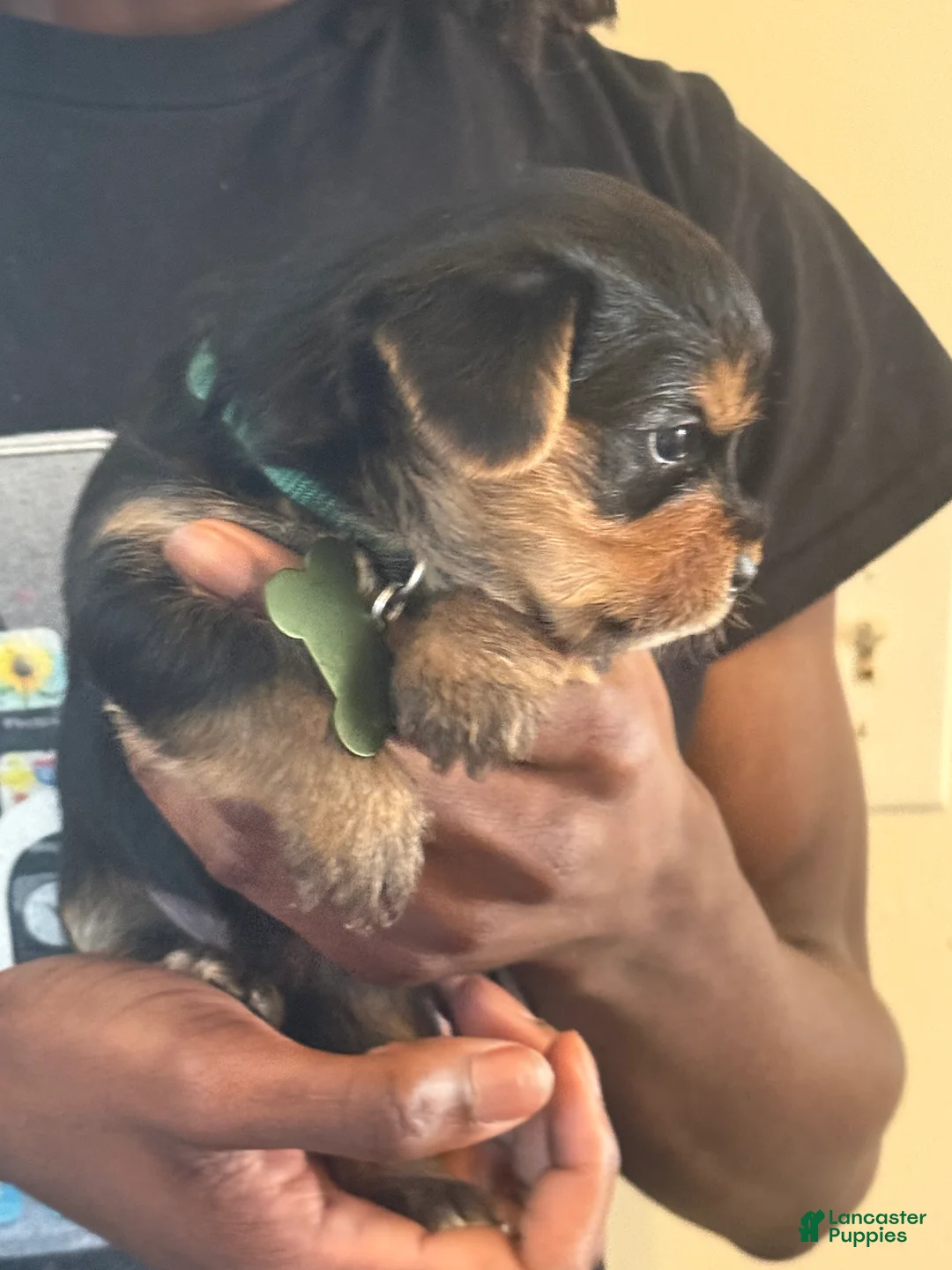 Yorkshire Terrier dogs for sale: Lugo - Ad 2
